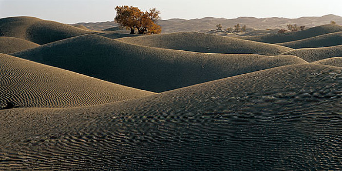 新疆塔克拉玛干沙漠中的胡杨