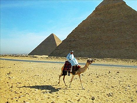 男人,骆驼,正面,金字塔,吉萨金字塔,开罗,埃及