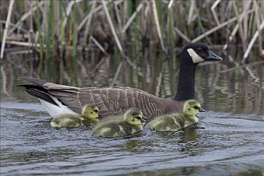 成年,加拿大,鹅,游泳,四个,诞生,小鹅,幼禽,湿地,阿拉斯加,春天