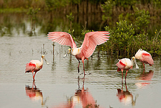 粉红琵鹭,涉水,湖