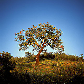 葡萄牙,栓皮栎,树,日落
