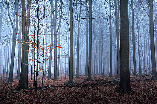 秋叶,小,树,林中地面,丹麦