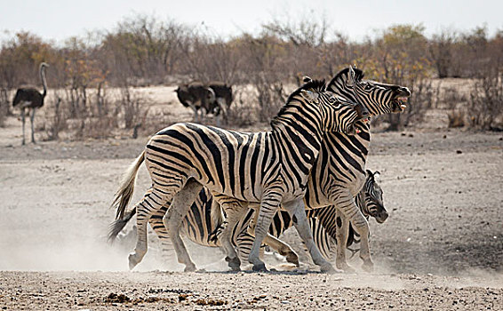 纳米比亚,埃托沙国家公园,水坑,两个,斑马,打闹,画廊