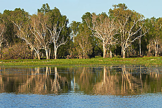 树,反射,卡卡杜国家公园,北领地州,澳大利亚