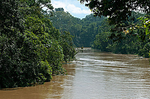 茂密,雨林,植被,堤岸,洪水,河,边界,国家公园,亚马逊盆地,厄瓜多尔,南美