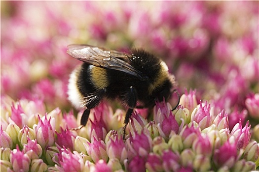 蜜蜂,粉色,景天属植物,花