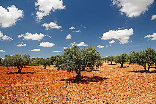 橄榄林,西班牙,欧洲