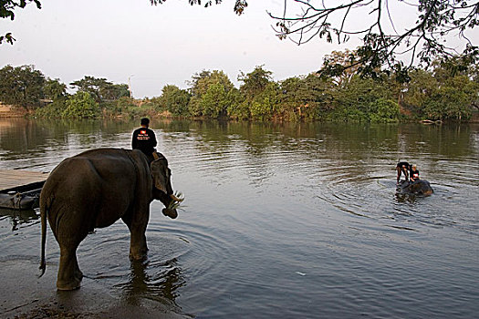 驱象者,大象,水塘,浴,泰国,一月,2007年