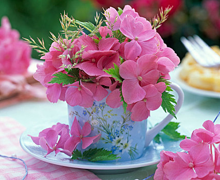 粉色,八仙花属,草,淡蓝色,意式特浓咖啡杯