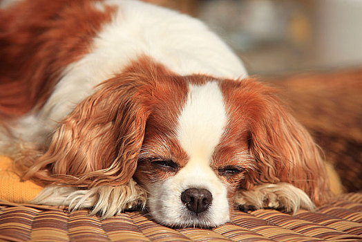 查尔斯王犬,母狗,布伦海姆,10岁,睡觉,动物