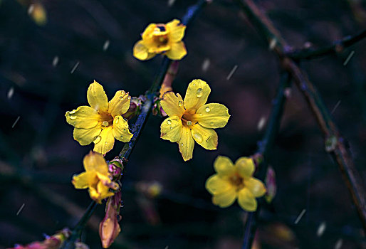 雪中迎春花