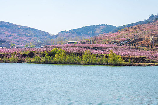 山东蒙阴岱崮地貌桃花盛开