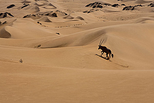 南非大羚羊,纳米布沙漠,纳米比亚