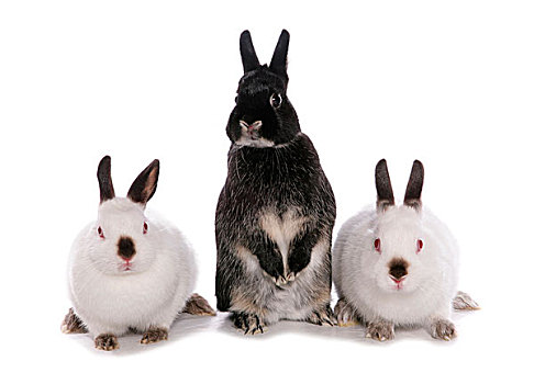 驯服,兔子,三个,成年,后腿站立,坐