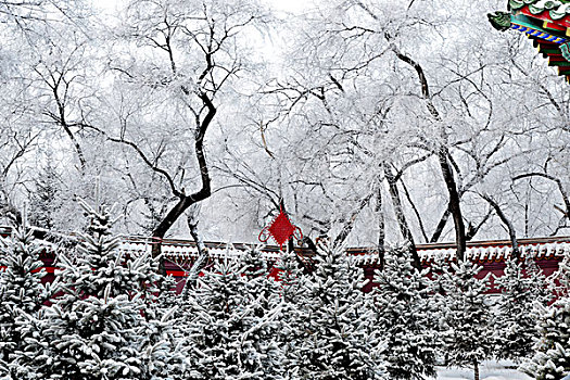 雪后大庆城市森林景色美