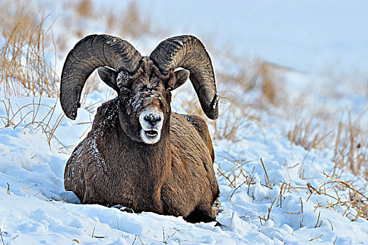 大角羊,展示,脸,动作,卧,积雪,山坡,碧玉国家公园,艾伯塔省,加拿大
