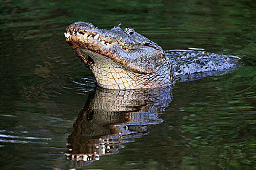 美国短吻鳄,成年,雄性,表演,示爱,水,佛罗里达,美国