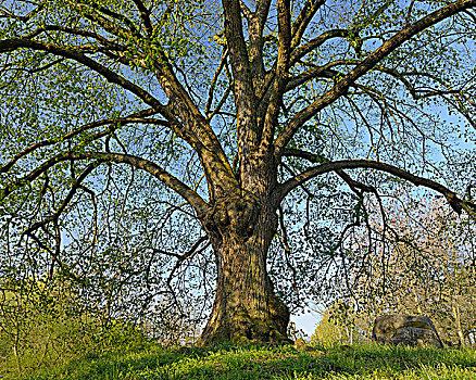酸橙树,弗兰克尼亚,巴伐利亚,德国