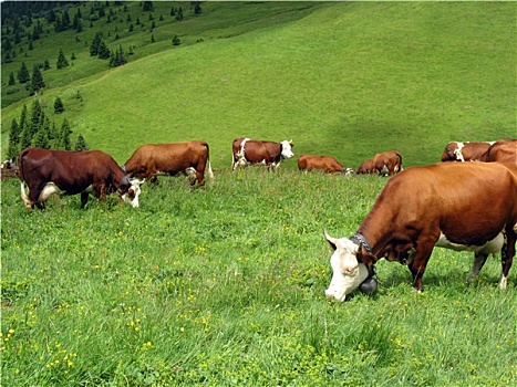 母牛,高,山地牧场