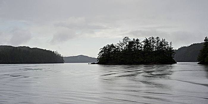 树,海岸,地区性,地区,岛屿,不列颠哥伦比亚省,加拿大