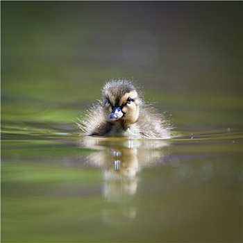 可爱,小,小鸭子,游泳,水中