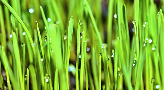 湿,草,雨滴