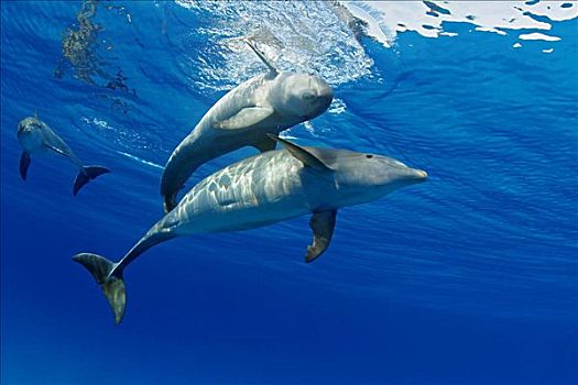 三个,大西洋瓶鼻海豚,宽吻海豚