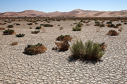 沙丘,隐藏,盐,粘土,纳米布沙漠,纳米比沙漠,公园,纳米比亚,非洲