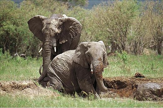 大象,非洲象,泥,洞,哺乳动物,马赛马拉,肯尼亚,非洲,动物