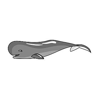 画一只抹香鲸图片
