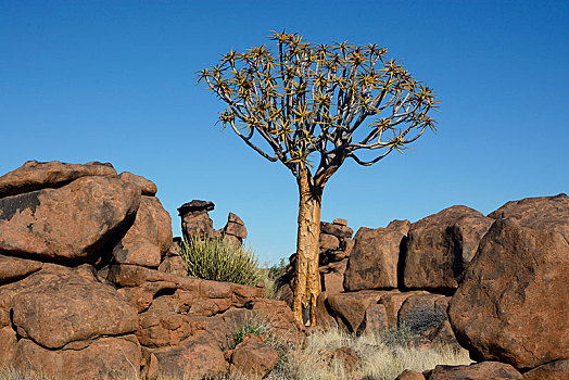 抖树,箭筒树,二歧芦荟,岩石构造,操场,区域,纳米比亚,非洲