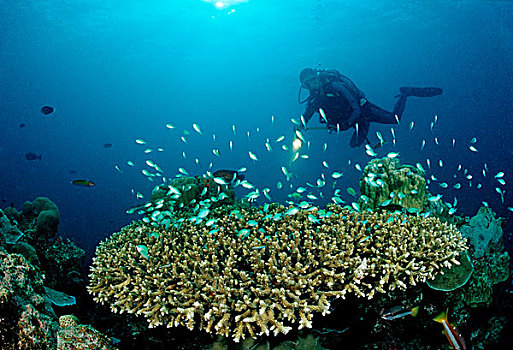 潜水,桌子,珊瑚,绿色,印度洋,马尔代夫