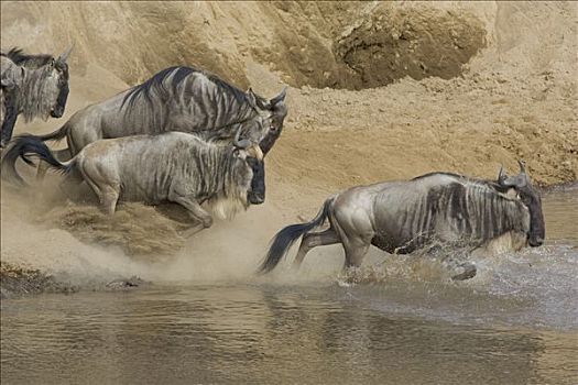 蓝角马,角马,跳跃,马拉河,迁徙,马赛马拉国家保护区,肯尼亚