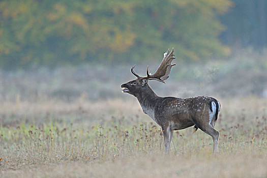 雄性,扁角鹿,黇鹿,黑森州,德国
