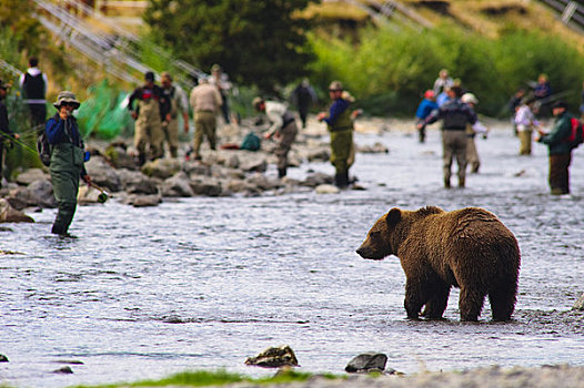 棕熊,俄罗斯人,河,捕鱼者,背景,肯奈半岛,阿拉斯加