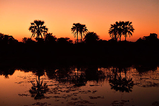 红色,日落,棕榈树,反射,水,奥卡万戈三角洲,博茨瓦纳,非洲