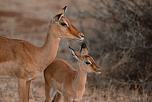 非洲,肯尼亚,桑布鲁野生动物保护区,黑斑羚