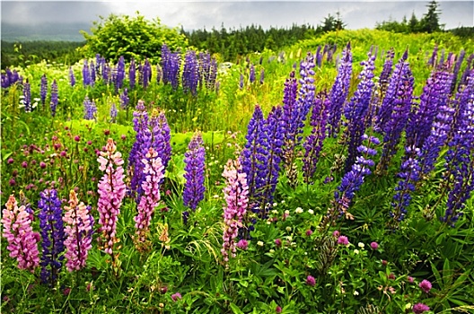 纽芬兰,风景,羽扇豆,花