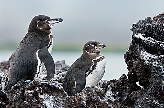 加拉帕戈斯,企鹅,加拉巴哥岛,一对,加拉帕戈斯群岛,厄瓜多尔