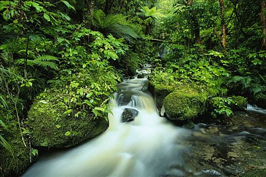 瀑布,树林,南岛,新西兰