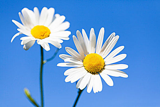 两个,白色,春白菊,甘菊花,蓝天,德国