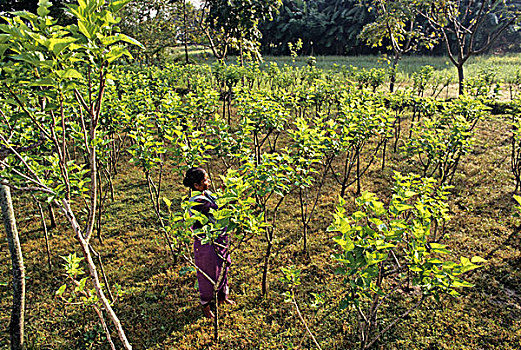 合作,收入,项目,有机农牧,女人,桑葚,种植园,蚕,孟加拉