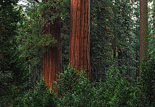 巨大,红色,木头,国王峡谷,国家公园,加利福尼亚,美国