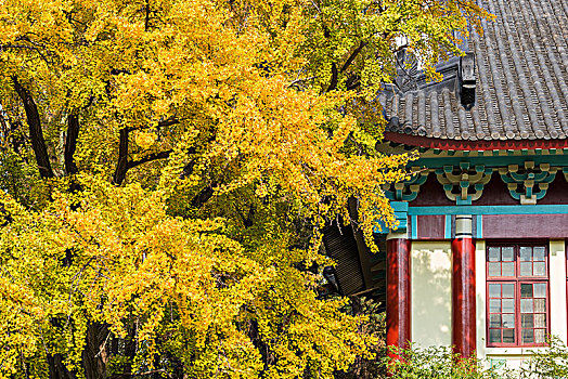 南京师范大学校园的百年老银杏树