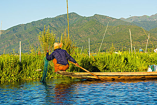 缅甸,掸邦,茵莱湖,漂浮,农场,渔民,放,室外,网