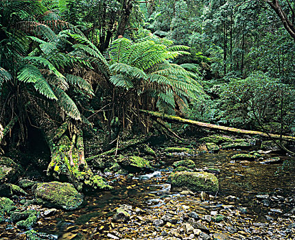 雨林,支流,富兰克林,河,戈登,野外,国家公园,塔斯马尼亚,澳大利亚