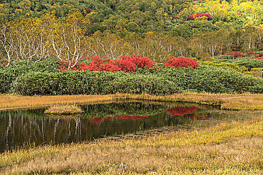 山梨,湿地