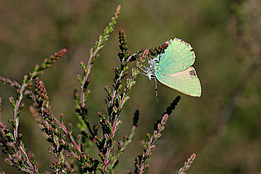 绿色,灰蝶科,蝴蝶,上艾瑟尔省,荷兰