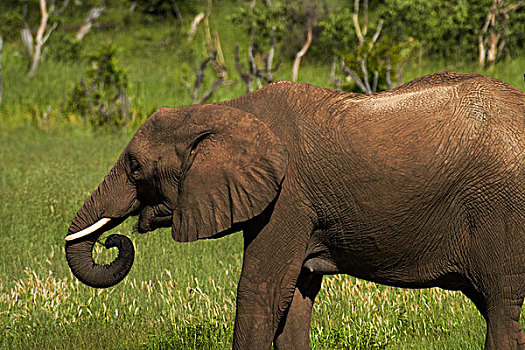 大象,喝,非洲象,万基国家公园,津巴布韦,非洲