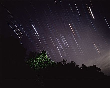 圣诞树,萤火虫,星迹,夜晚,东南亚